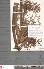 Image result for Cyperus renschii