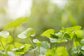 Image result for Centella virgata