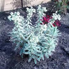 In the spring silver swan blooms with creamy white flowers. Euphorbia Characias Wilcott Syn Euphorbia Characias Silver Swan Euphorbia Characias White Swan Mediterranean Spurge Silver Swan In Gardentags Plant Encyclopedia