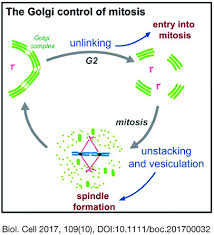 Length 24 0a 2a d2 a2 a0 a2 a0 24 0a a1 scan 24 0a 2a d2 a2 a0 a2 a0 24 0a a2 replace size scan : Mitotic Inheritance Of The Golgi Complex And Its Role In Cell Division Ayala 2017 Biology Of The Cell Wiley Online Library