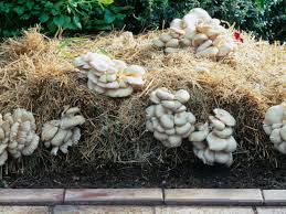 With mushrooms, you'll purchase either spores (the fungal equivalent of seeds) or spawn (the fungal equivalent of starts). How To Grow Oyster Mushrooms At Home Gardening Advice The Guardian