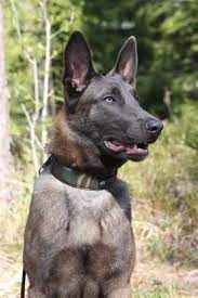 The belgian malinois is energetic, lively and eager to work. Image Result For Blue Belgian Malinois Belgische Herder Herdershond Mechelse Herder