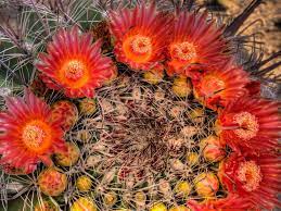 Repotting the golden barrel cactus should be done in the summer or the beginning of the growing season. When Does A Barrel Cactus Bloom World Of Succulents Barrel Cactus Cactus Flower Cactus