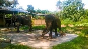 Tidak hanya tempat wisata yang ekstrim, tempat wisata untuk keluarga juga banyak kita jumpai di sana. Kebun Binatang Banyuwangi Mirah Fantasia Youtube