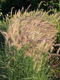 We did not find results for: Stauden Stade Versand Shop Pennisetum Orientale Karley Rose Federborstengras Hier Bestellen