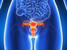 3D medical illustration highlighting the uterus, ovaries, and fallopian tubes in the pelvis
