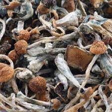 Pin On Psilocybin Capsules