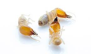 Our termite inspection informs a custom termite treatment plan to help protect your home and help get rid of this treatment disrupts termite molting processes, stunting their growth, and is applied to areas at most risk of attracting the pests like moist soil or. How Does Termite Treatment Work