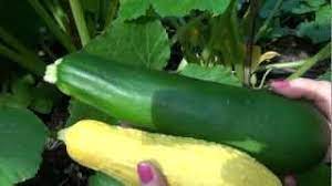 But it'd not be appropriate to say green squash is the same thing the only similarity between yellow squash and zucchinis is they both are summer squashes. Squash Vs Zucchini Difference And Comparison Diffen