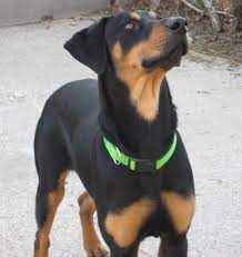 Paw print by kimberlin ferreira rochedo, belgian sheepdog, black and tan coonhound, affenpinscher and basenji by jenna foster, dog by juli , terrier, akita, beagle and pit bull by parkjisun, basset hound by loren holloway, german shorthaired pointer by becca, dog by. Black And Tan Coonhound Photo Harvey Black And Tan Coonhound Humane Society Of Dallas County Hound Dog Breeds Coonhound Doberman Pinscher