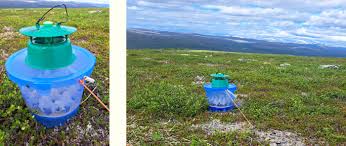 Image result for Syngrapha parilis