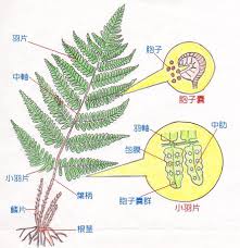 シダ植物