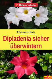 Dipladenia Uberwintern Selbst De Pflanzen Garten Kubelpflanzen