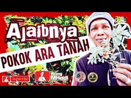 9 khasiat susu sapi murni untuk kesehatan manusia yang sangat bermanfaat untuk tubuh hingga menjaga daya tahan agar tidak terkena penyakit. Ajaibnya Pokok Ara Tanah Susu Nabi Youtube