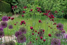 Maybe you would like to learn more about one of these? Tall Border Plants The Tea Break Gardener