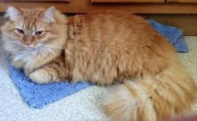 30 Most Adorable Orange Norwegian Forest Cat Pictures