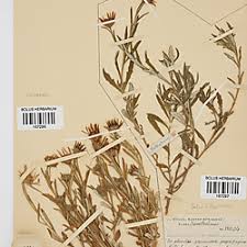 Image result for Hirpicium bechuanense