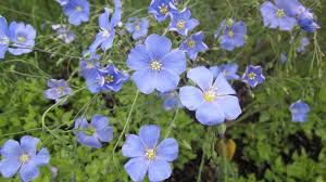 Image result for Linum