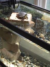 Pin By Gabi Aguirre On Turtles Turtle Aquarium Turtle Pond Turtle Tank