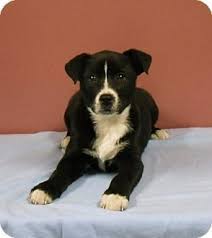 If you're considering adopting a boxer puppy, make sure you understand this breed's special health considerations. Chicago Il Border Collie Boxer Mix Meet Foxy A Puppy For Adoption Cat Urine Puppy Adoption Wolf Dog