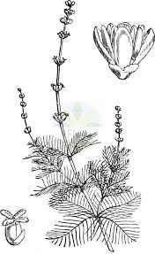 Image result for Haloragaceae