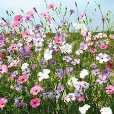 Himmelsroschen Sonnenblumen Tapete Schmetterlingspflanzen Pastell Blumen