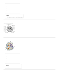 Animal cells are of various sizes and have irregular shapes. Ch 7 8 And 9 Mastering Bio Homework Studocu