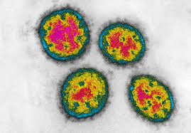 I don't know how i did it, or how this happened :d but i ain't complaining :d do you often have virusses ? The Animal Viruses Most Likely To Jump Into Humans Scientific American