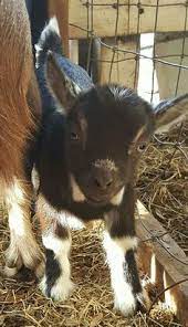 75 Baby Goats Ideas Baby Goats Goats Cute Goats
