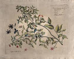 Image result for Oleaceae