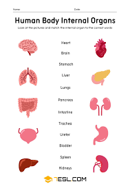 Image result for internal organs