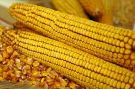 Racii au nevoie de caldura sufleteasca, de sugestii si de cuvinte frumoase (87) de la o cariera de fizician la una de bancher: Arad Stiriagricole Ro Part 3