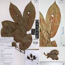 Image result for Monoon