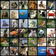 Resultado de imagen para TODOS LOS ANIMALAS