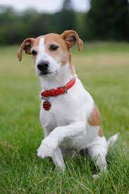Parson Russell Terrier Information And Pictures Petguide