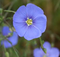 When selecting native plants, choose plants whose natural habitat is similar to conditions in your landscape. Selecting Native Plants For Home Landscapes In Central Oregon Osu Extension Catalog Oregon State University