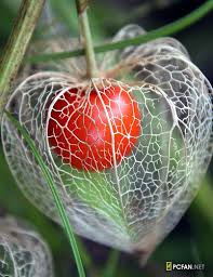 Chinese lantern is a hardy perennial that provides colorful fall interest and can be grown in the ground or in containers. Flickriver Most Interesting Photos Tagged With é¬¼ç¯ Chinese Lanterns Plant Unusual Flowers Plants