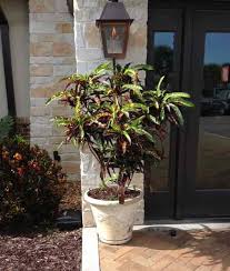 If the leaves of your croton petra are turning brown and feeling crispy, the most likely cause is improper watering habits and lack of humidity. Croton Plant Care Growing Pest Propagation Codiaeum Plants