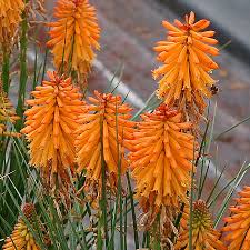 Image result for Kniphofia