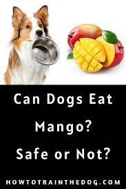 Can Dogs Eat Mango Or Is Mango Bad For Dogs Can Dogs Eat Dog Eating Dogs