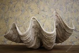 Coastal room by kate jackson design, placing a giant clam shell on the coffee table. Antiques Atlas Huge Decorative Old Giant Clam Shell