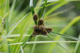 Image result for Cyperus cyperoides