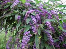 Image result for Hardenbergia