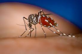 Hubungan unsur persekitaran iaitu antara kelembapan relatif, suhu persekitaran dan kelajuan angin sangat penting kepada nyamuk bagi menyesuaikan. Twitter à¤ªà¤° Killaedesenddengue Tahukahanda Bahawa Kitaran Hidup Nyamuk Aedes Lengkap Dalam Tempoh Seminggu Ke Tiga Minggu Killaedesenddengue Http T Co Pmtwn3g72c