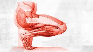 Extensor tendons are in the hands and feet. What Is The Anatomy Of The Lower Leg
