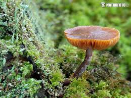 We did not find results for: Funeral Bell Mushroom Photos Funeral Bell Images Nature Wildlife Pictures Naturephoto