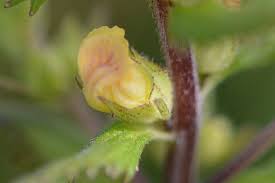 Image result for Alectra sessiliflora