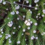 Image result for Phylica ericoides