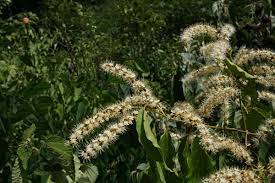 Image result for Combretum padoides