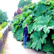 Image result for Gunnera